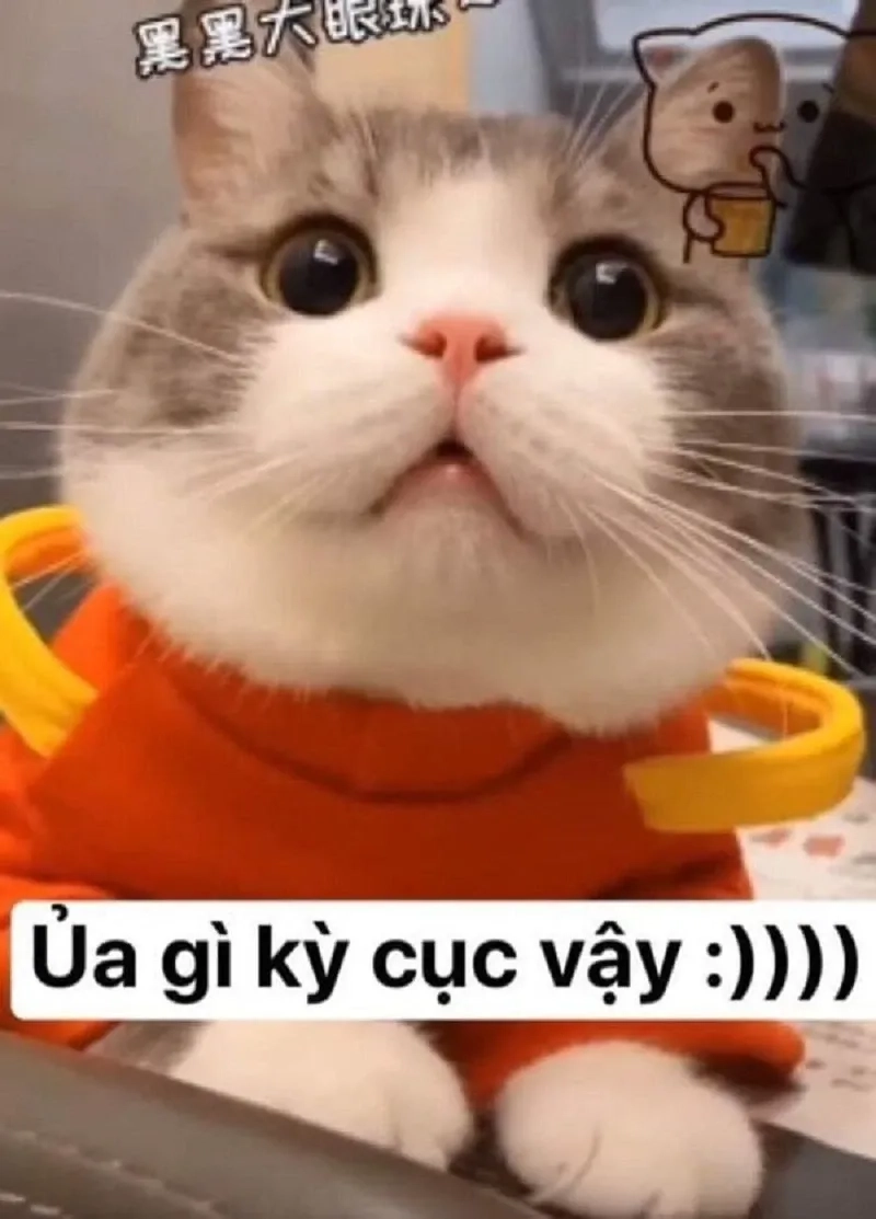 Meme thả haha nhưng không cười mang lại cảm giác vừa hài hước vừa đầy bất ngờ.