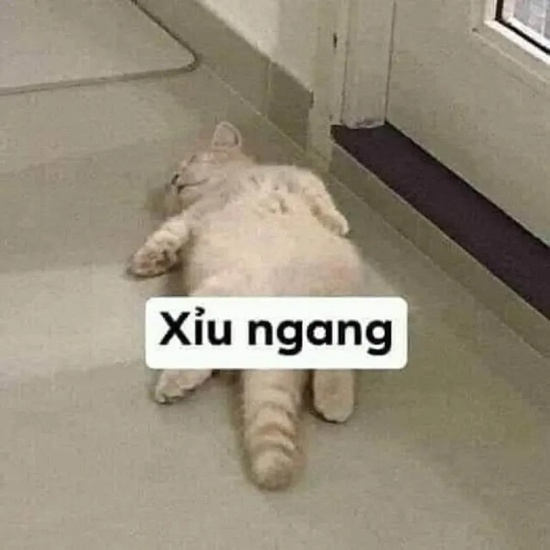 Sad or haha meme là sự đối lập thú vị khiến bạn phải suy ngẫm.