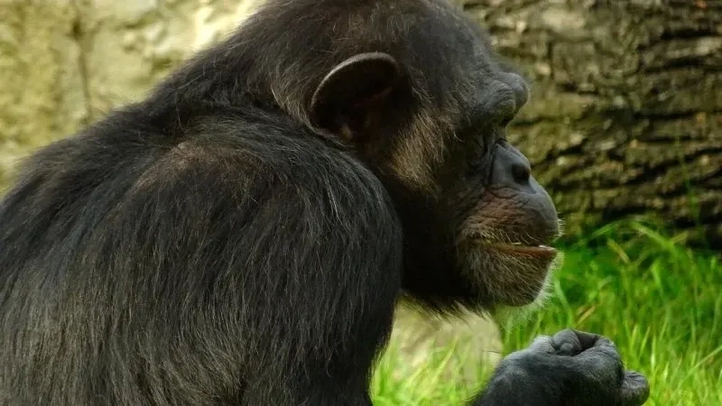 Monkey looking away meme thể hiện sự bất ngờ và hài hước trong từng tình huống.