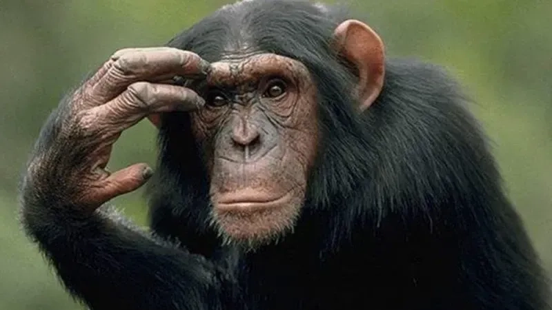 Monkey look away meme khiến bạn cảm nhận được sự ngại ngùng qua biểu cảm của loài khỉ.