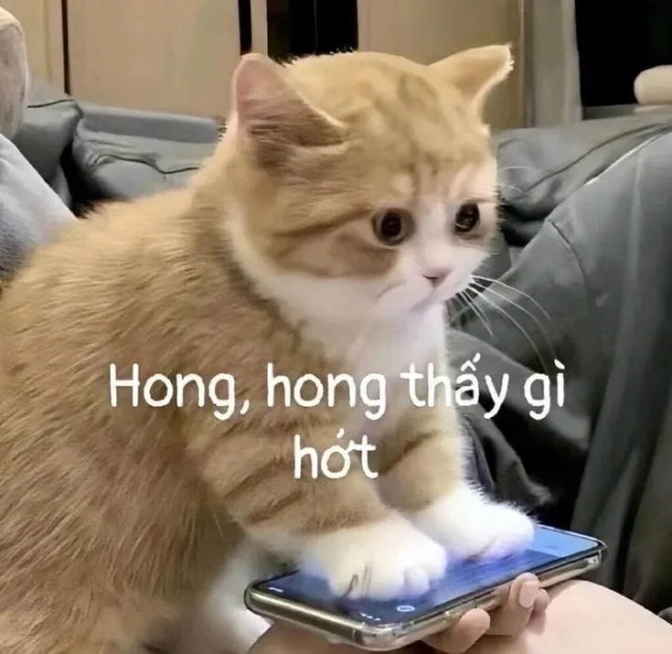 khóc meme mèo cute khiến ai cũng cảm thấy buồn và muốn che chở