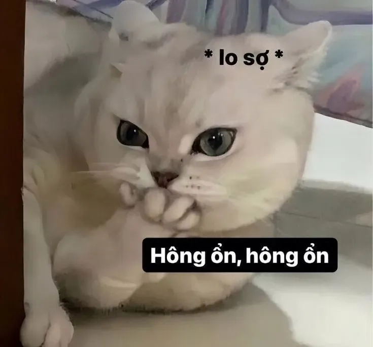 vô tri meme mèo khóc cute mang lại niềm vui trong sự buồn bã