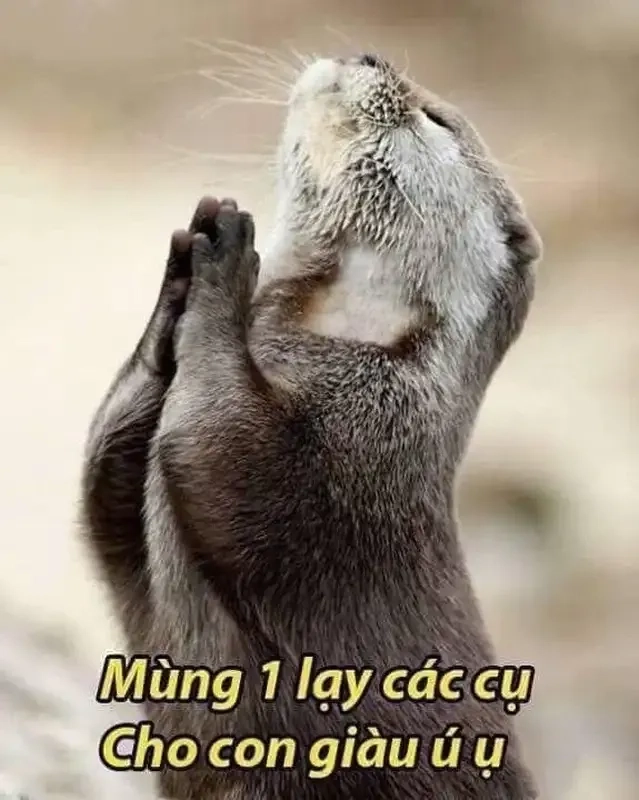 Meme quỳ lại là một hành động đơn giản nhưng mang đến cảm giác hài hước, vui nhộn.