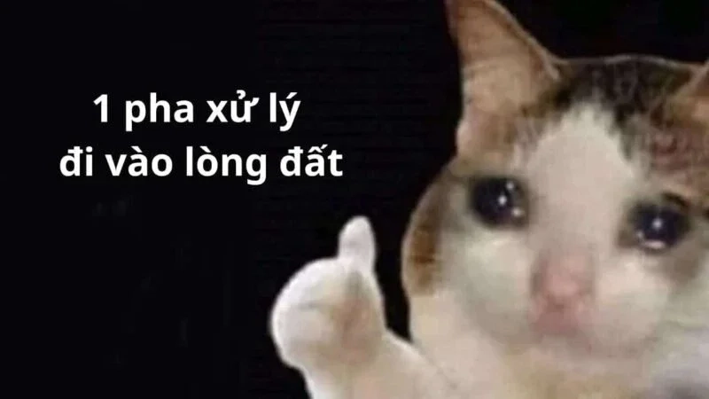 Thả like nếu bạn yêu cat be like meme, cực kỳ dễ thương