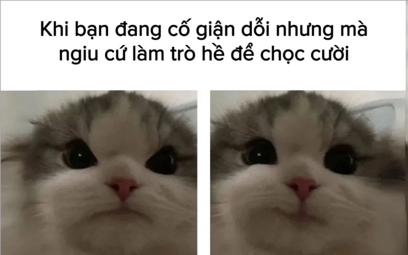 meme mèo cầm hoa siêu lãng mạn đấy