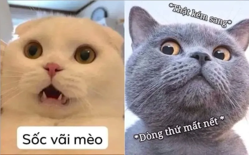 Ai dám đùa với meme mèo cầm phóng lợn