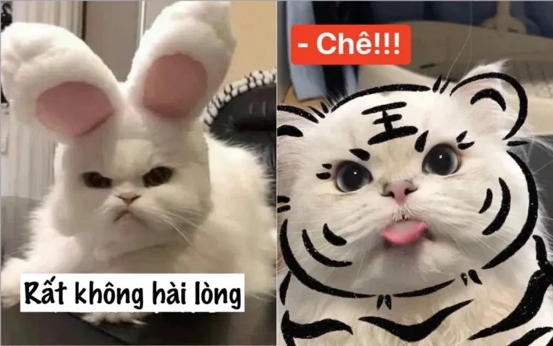 meme mèo tặng hoa đáng yêu muốn xỉu