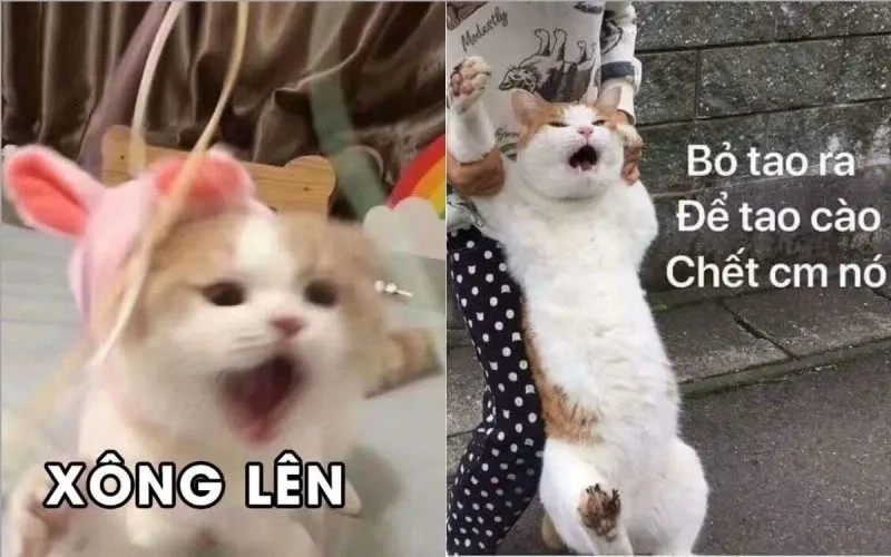 Dễ thương quá meme mèo ăn chuối này