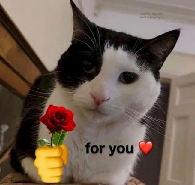 Meme tặng tim là hình ảnh dễ thương giúp thể hiện tình cảm yêu thương.