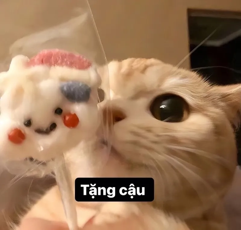 Hình ảnh mèo cute meme tặng hoa là cách thể hiện tình yêu qua những cử chỉ đáng yêu.