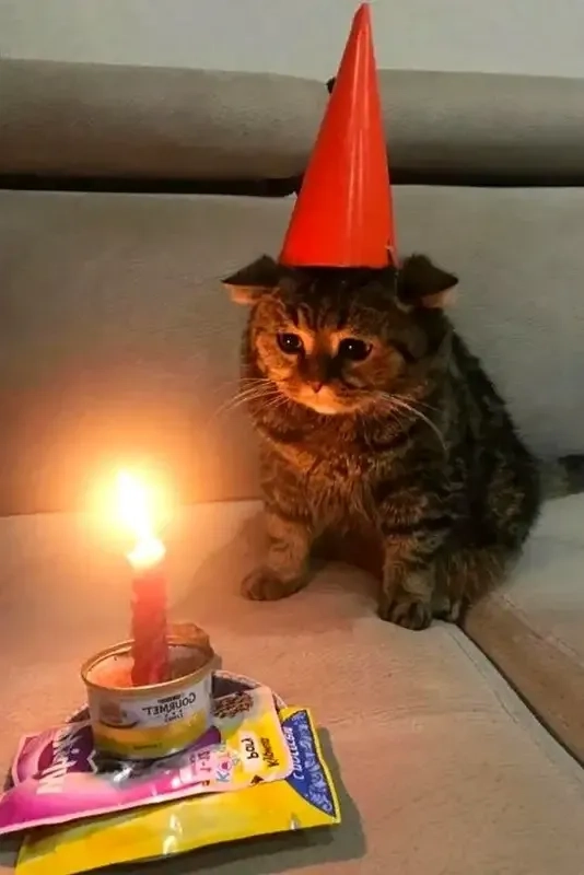 Cat happy birthday meme là món quà ngọt ngào cho mọi người