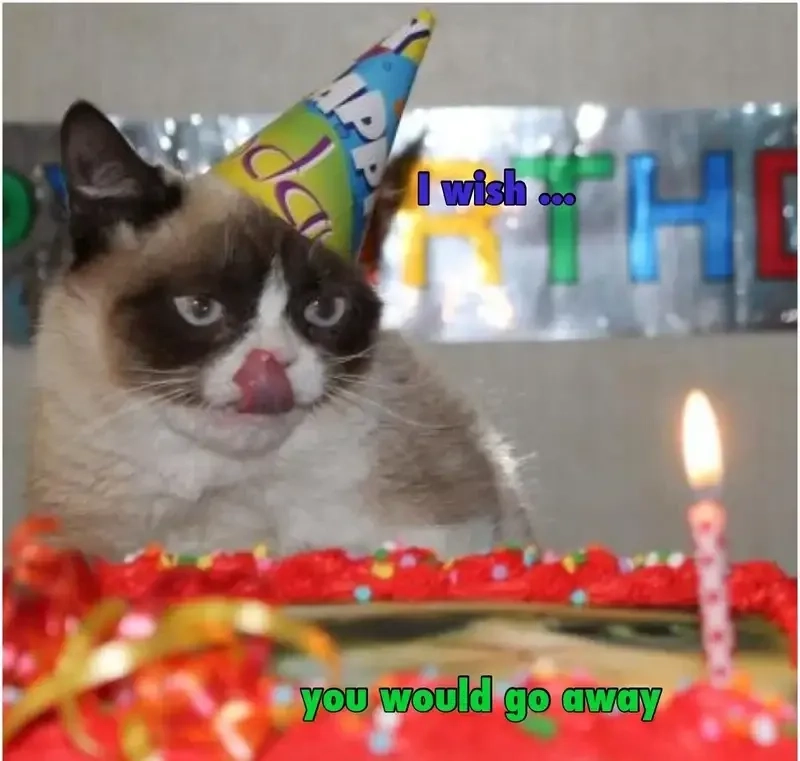 Meme cat happy birthday làm sinh nhật bạn thêm vui