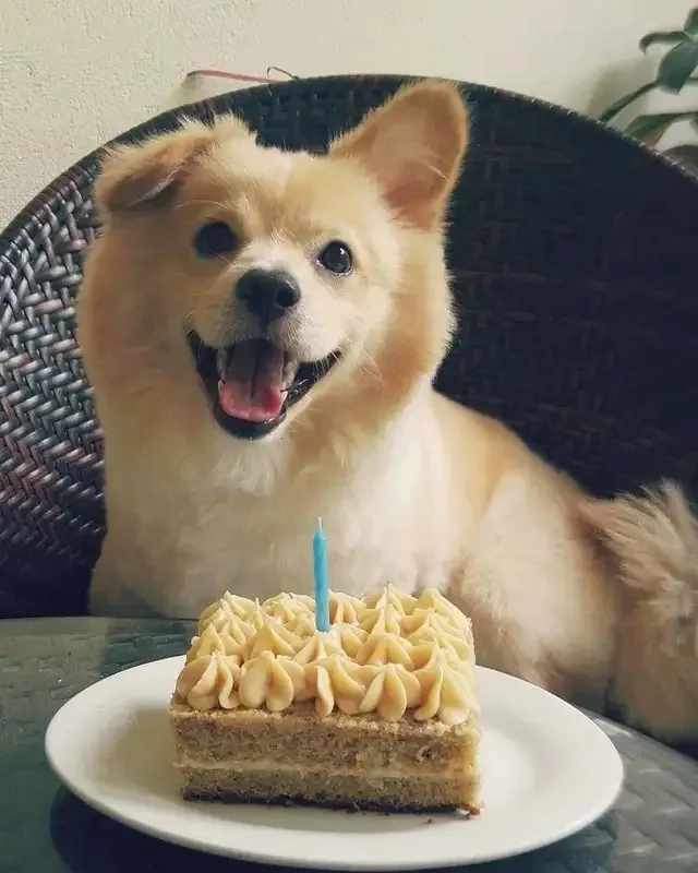 Chúc mừng sinh nhật với meme happy birthday cat siêu đáng yêu