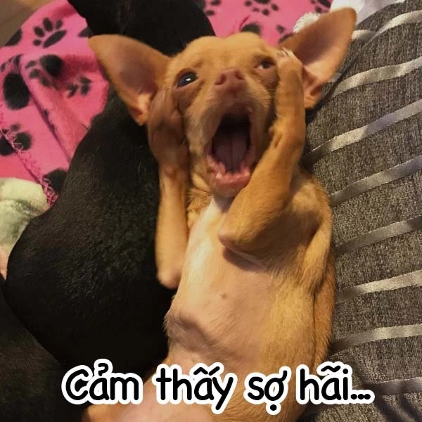 Anh sợ à meme là câu nói hài hước đậm chất châm biếm.