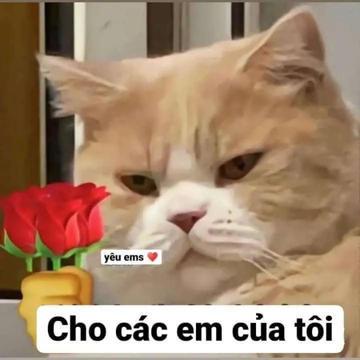 Mèo dễ thương tặng hoa hồng siêu đẹp tặng hoa hồng meme mèo cute