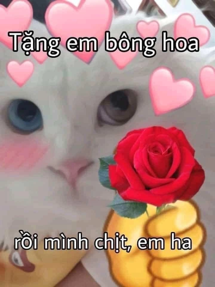 Ảnh meme mèo tặng hoa cute vô đối meme tặng hoa mèo