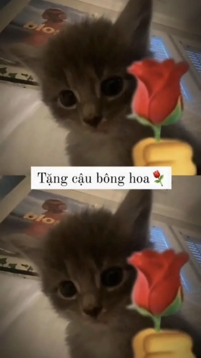 Ảnh đẹp meme gửi hoa tặng ngay bạn ảnh tặng hoa meme