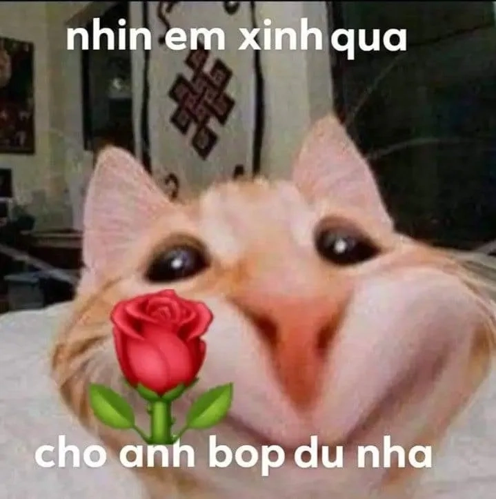 Meme hoa hồng dễ thương dành tặng bạn meme tặng hoa hồng