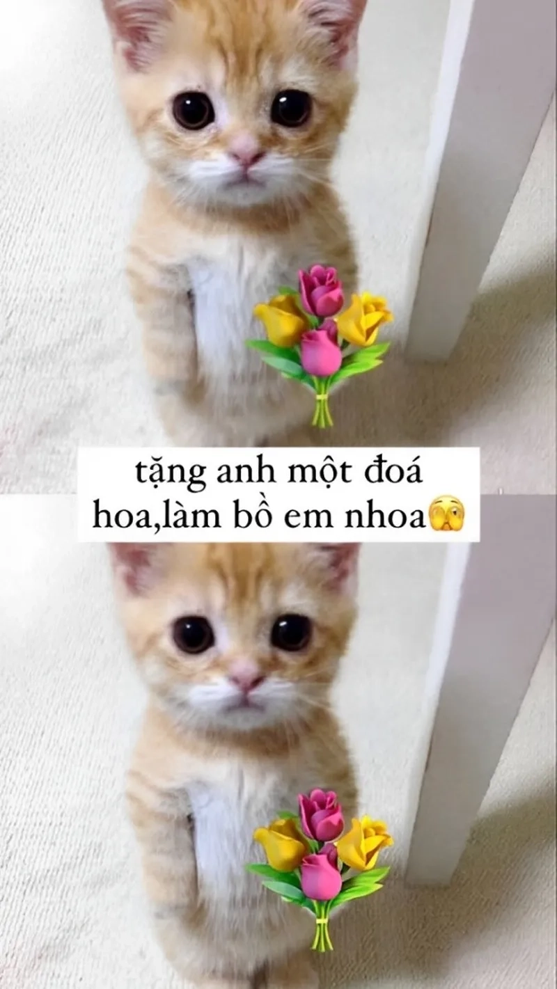 Meme con mèo tặng hoa là hình ảnh đáng yêu và ấm áp đầy ý nghĩa.