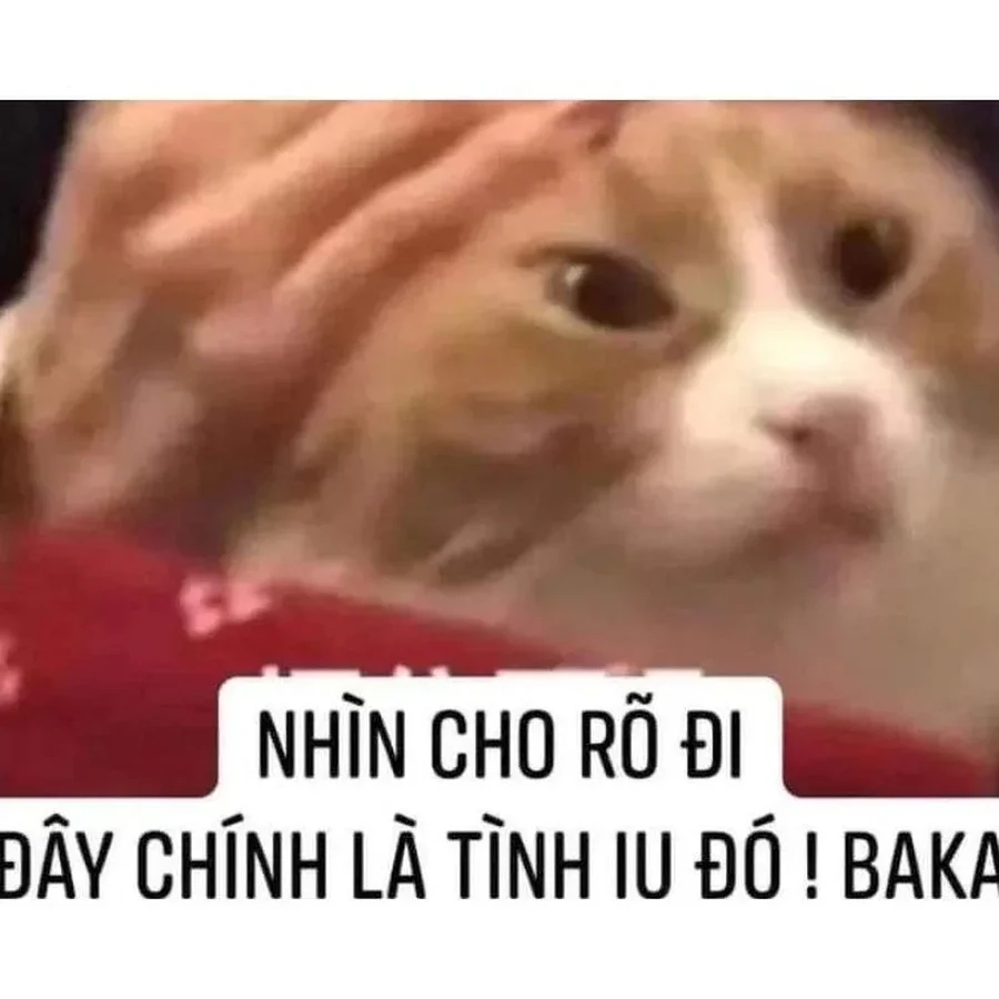 Meme về tình yêu ngọt ngào và tràn đầy cảm xúc