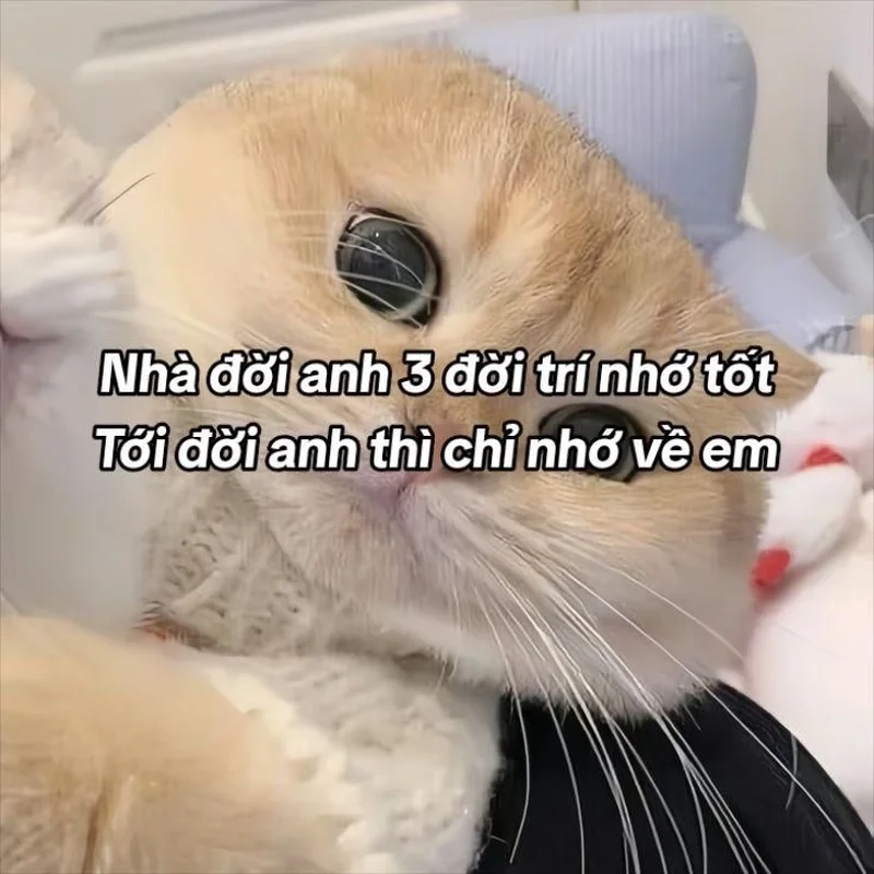 Mèo thả tim meme khiến ai cũng phải mỉm cười vì sự ngọt ngào.