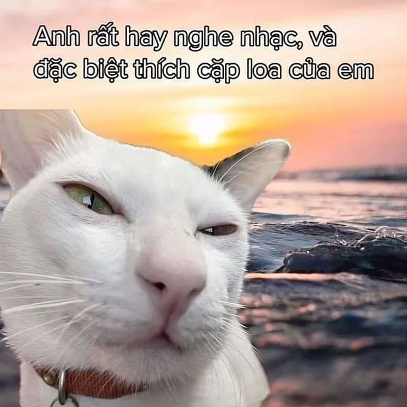 Meme yêu anh là cách bày tỏ ngộ nghĩnh và đáng yêu.