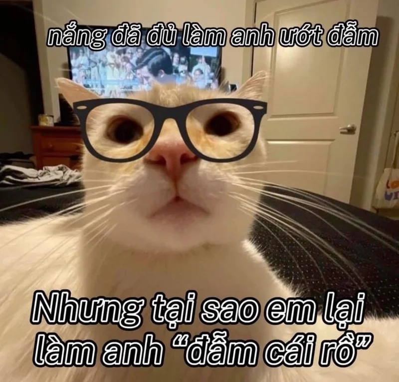 Meme mèo hun khiến mọi người tan chảy với hình ảnh đáng yêu.