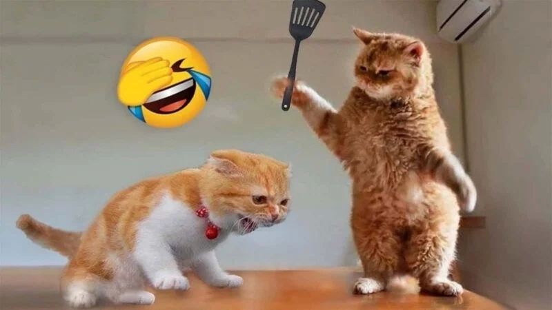 Cảm nhận sự đồng điệu qua meme buồn vui cảm xúc