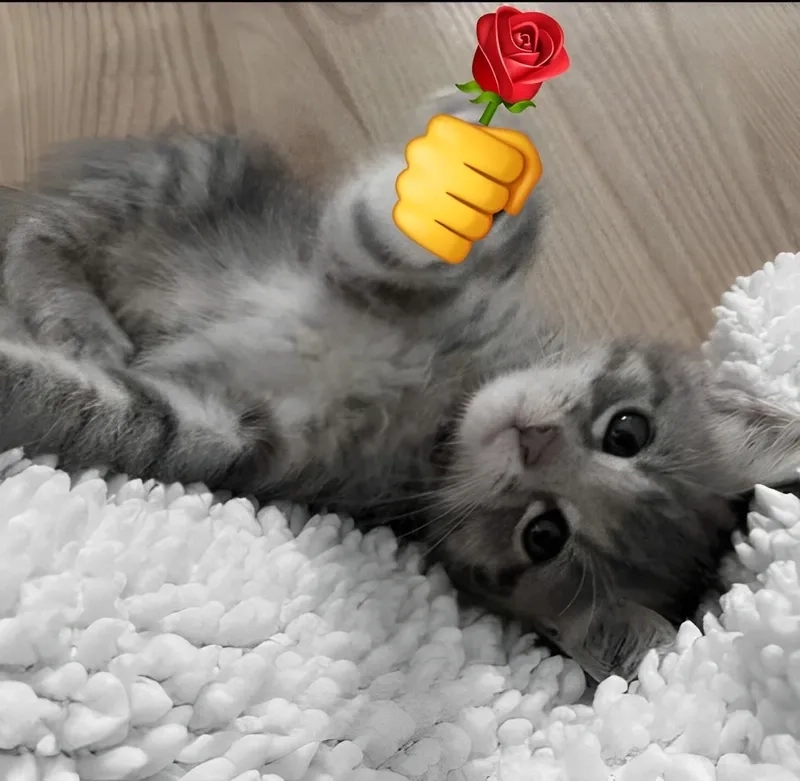 Meme tặng kẹo mang lại niềm vui và sự ngọt ngào qua món quà ngọt.