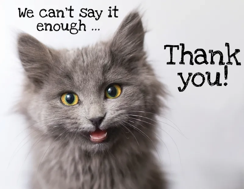 Meme mèo thank you là hình ảnh mèo dễ thương bày tỏ lời cảm ơn theo cách hài hước.