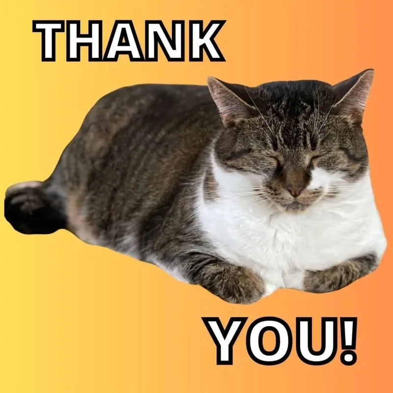 Meme cat thank you thể hiện sự cảm ơn từ một chú mèo với biểu cảm dễ thương.