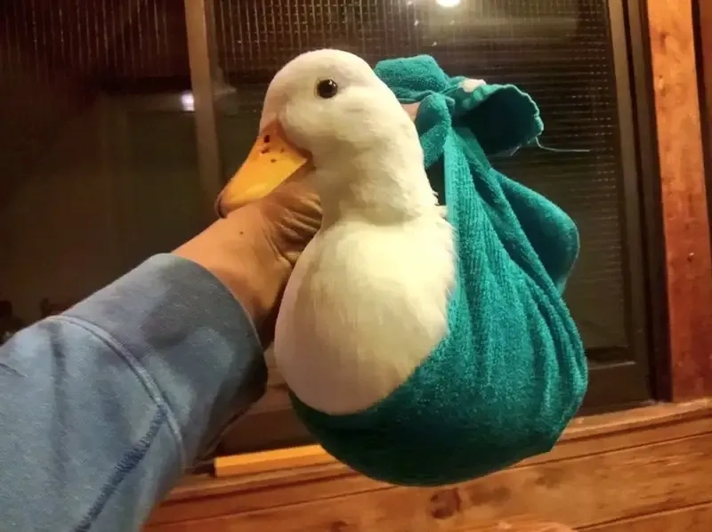 Ảnh vịt meme là những bức hình dễ thương, giúp bạn có thêm niềm vui trong ngày.