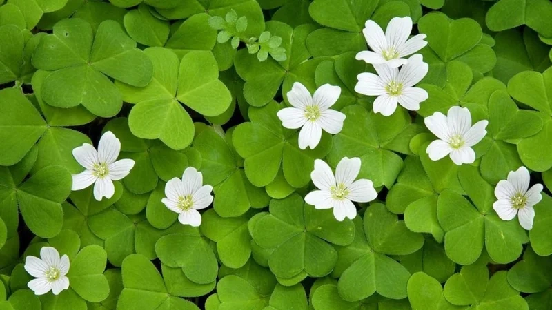 Avatar Zalo đẹp, nổi bật và đầy quyến rũ