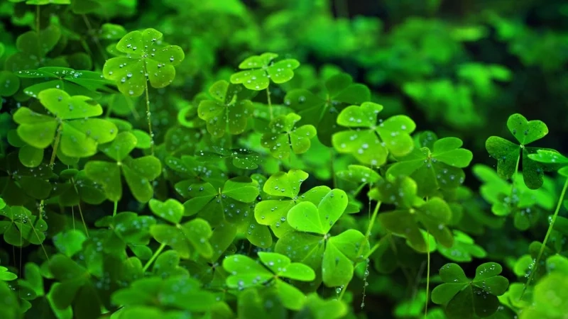 Hình avatar Zalo đẹp, mang đến sự tự tin và cuốn hút