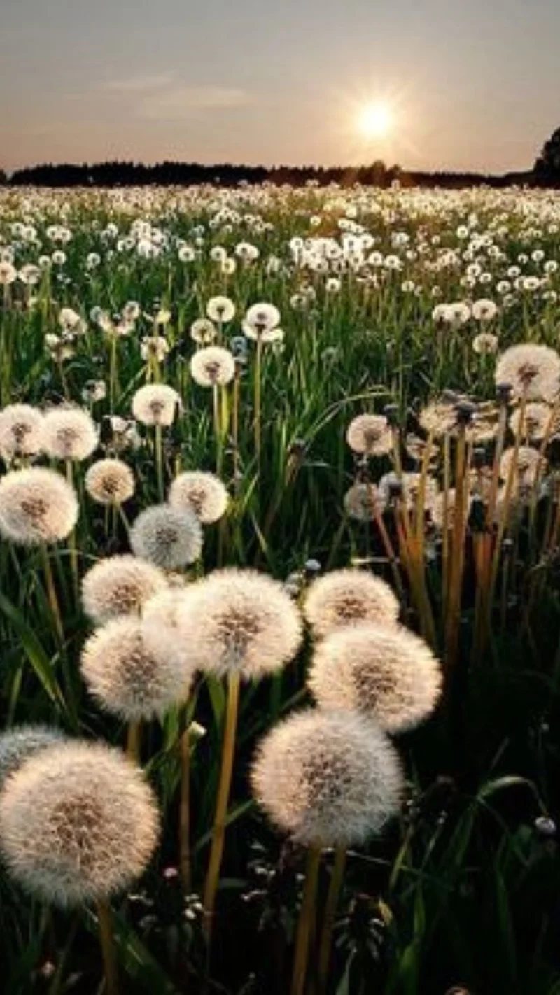 Ảnh làm hình nền điện thoại đẹp, tạo dấu ấn cá nhân