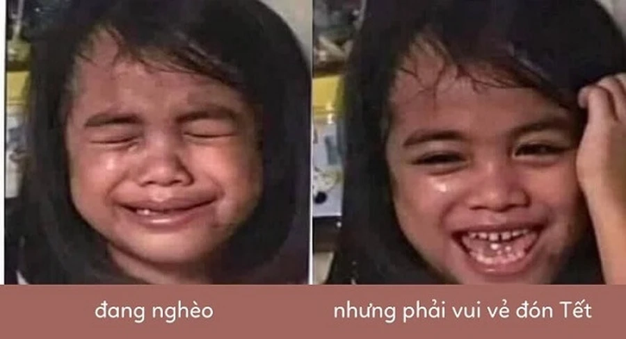 Thưởng thức ảnh mèo meme tết cực cute và hài hước