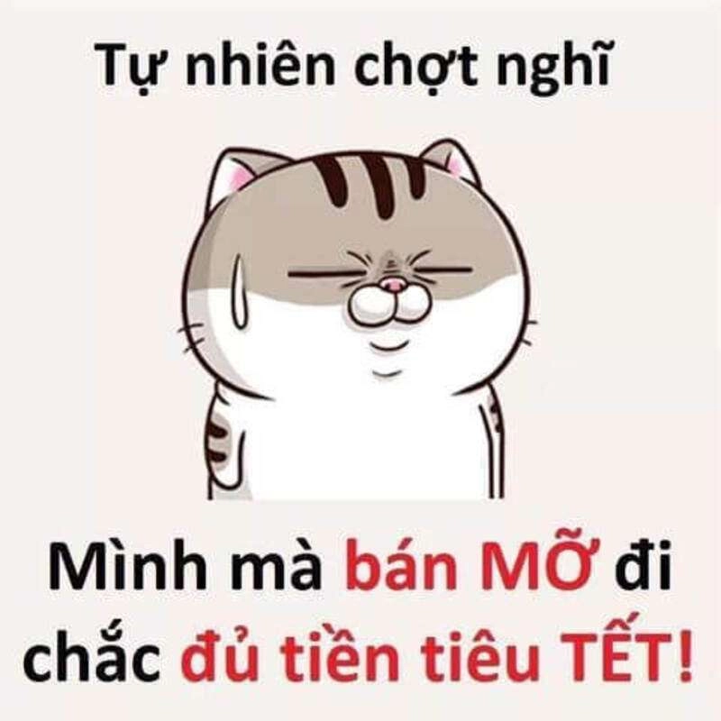 Cười xả stress với meme tết mèo hài hước nhất mùa xuân