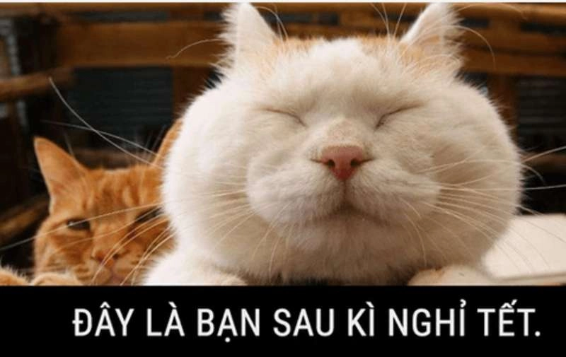 Đổi ngay avatar tết meme mèo để hòa chung không khí xuân