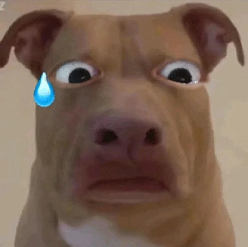 Con chó meme đáng yêu khiến bạn không thể nhịn cười