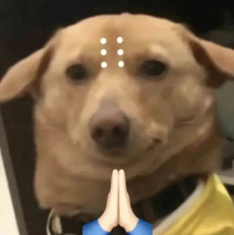 Ảnh meme hài chó tạo niềm vui trong từng khoảnh khắc