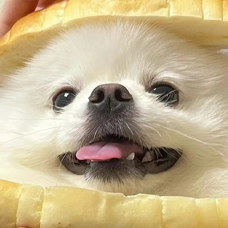 Con chó cười meme khiến bạn không thể rời mắt khỏi màn hình