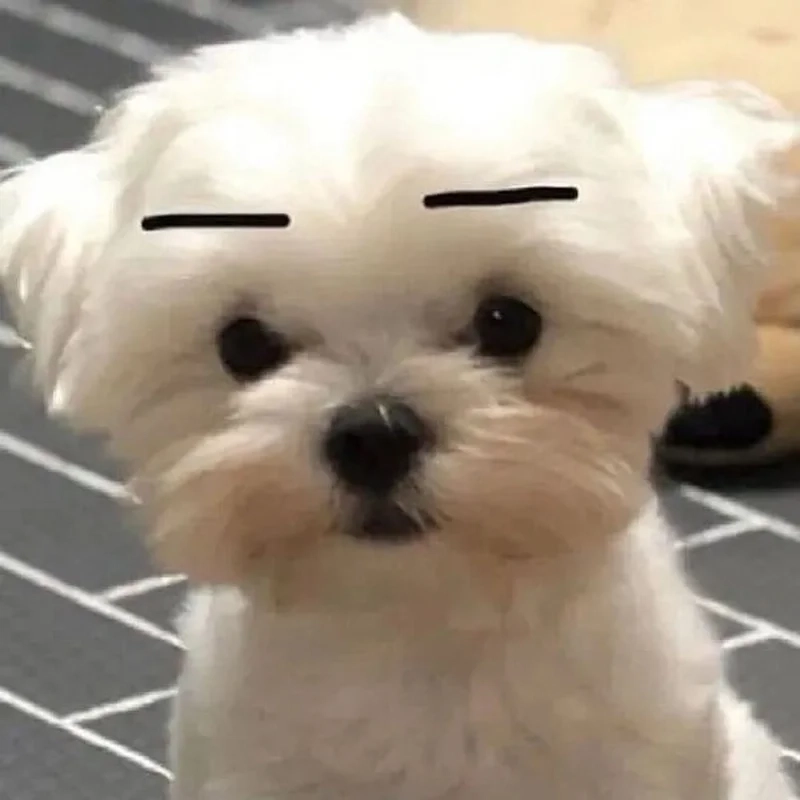 Meme chó hài hước chắc chắn sẽ làm bạn bật cười