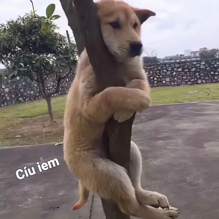 Nước mắt rơi như trong girl cry meme