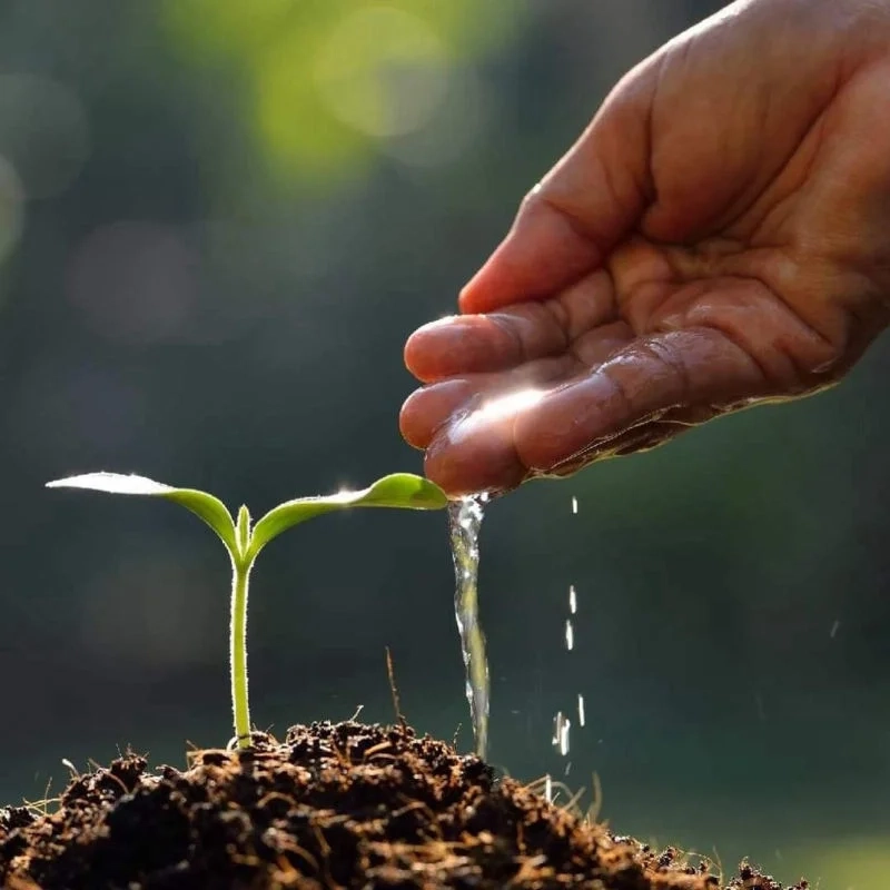 Hình đẹp làm ảnh đại diện, tạo dấu ấn không thể phai