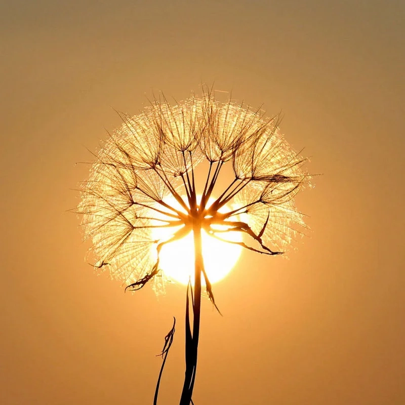 Những hình ảnh đại diện đẹp, thêm phần thu hút cho bạn