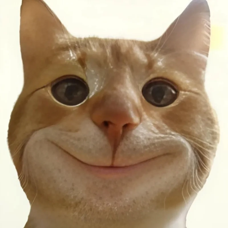 Ảnh meme hài mèo gây cười không thể bỏ qua