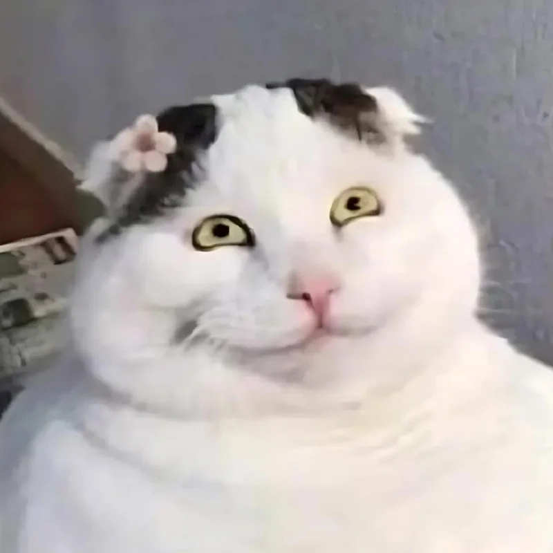 Hình ảnh meme hài hước vui nhộn cho mọi lúc