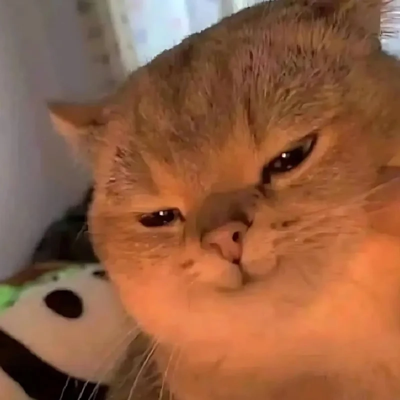 Meme hài mèo dễ thương, mang đến niềm vui mỗi ngày