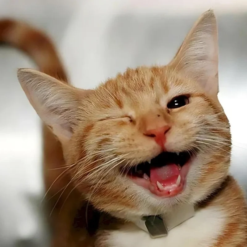 Ảnh hài mèo với những biểu cảm khiến ai cũng phải cười