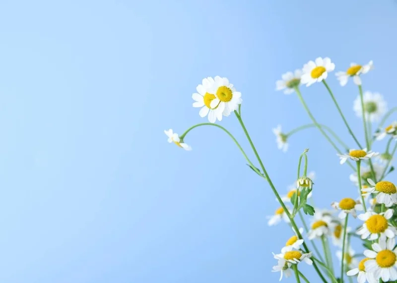 Hình nền hoa đẹp cho máy tính mang đến sự tinh tế